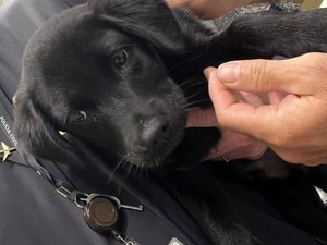 Polícia Civil prende em flagrante homem que abandonou cachorro no Aeroporto de Florianópolis