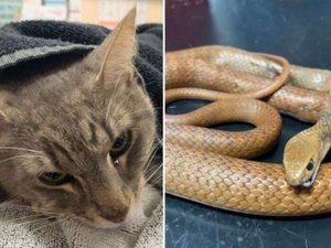 Gato morre ao defender a sua família contra cobra venenosa