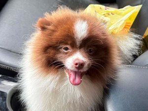 Cachorrinho da raça Lulu da Pomerânia desaparece no bairro Baixão