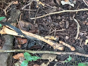 Ossada humana é encontrada às margens da AL-105 no município de Coruripe