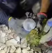 Papagaio é encontrado vivo sob escombros dos terremotos na Venezuela