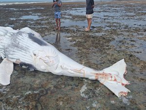 Filhote de baleia com marcas de mordida de tubarão é encontrado morto em Piaçabuçu