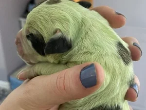 Cadela dá à luz cachorrinha com pelo verde brilhante e encanta a web