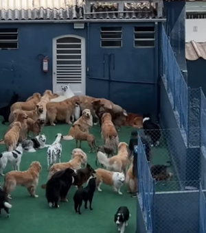 Mulher olha pela janela e encontra 'paraíso' com vários cachorros no vizinho
