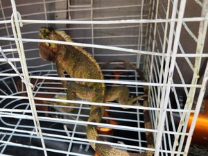 Iguana invade residência e é resgatada pelo Corpo de Bombeiros