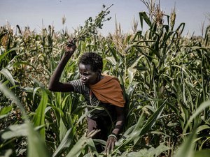 Preços dos alimentos disparam no mundo e sobem 40% em apenas 1 ano, diz ONU