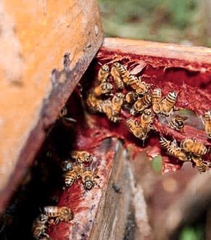 Projeto que reconhece própolis vermelha como patrimônio é aprovado em 1º turno