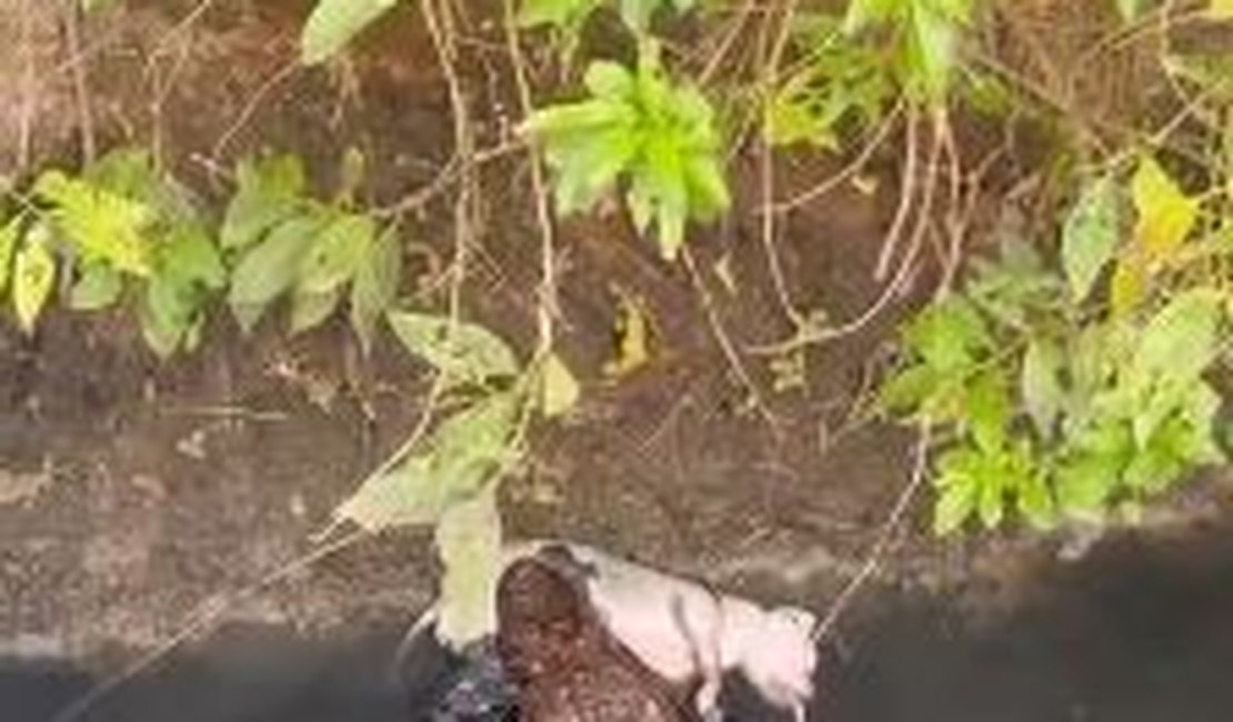 [Vídeo] Jacaré é avistado atacando cachorro no riacho próximo à Ladeira do Claudionor, em Arapiraca