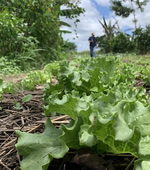 Governo de Alagoas fomenta a agricultura sustentável no estado por meio de práticas ambientais