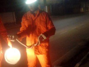 Bombeiros resgatam cobra em telhado de residência em União dos Palmares