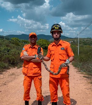 [Vídeo] Bombeiros resgatam serpente no sertão de Alagoas