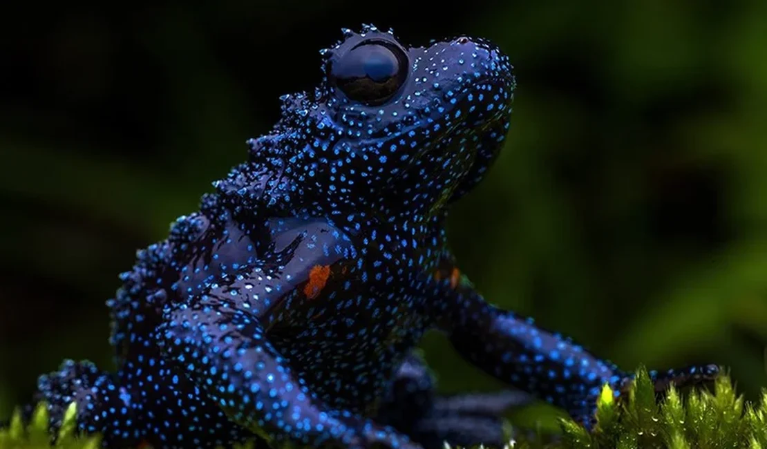 “Sapo-galáxia” impressiona com aparência que lembra céu estrelado