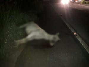 Cavalo morre após colisão com carro na BR-104, em União dos Palmares