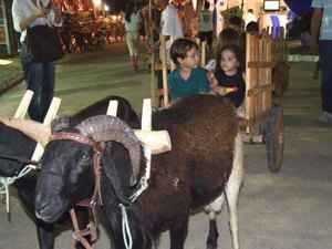 Expoagrinho terá exposição de animais de pequeno porte