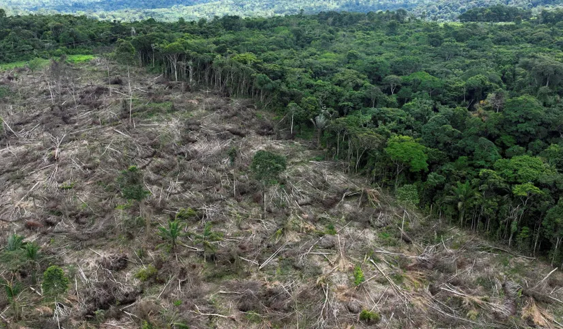 Desmatamento na Amazônia cai 31%, enquanto cerrado sofre com aumento da destruição