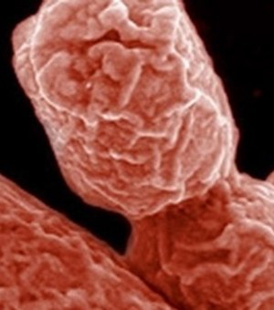 Bactérias intestinais têm ao menos 15 milhões de anos, aponta estudo