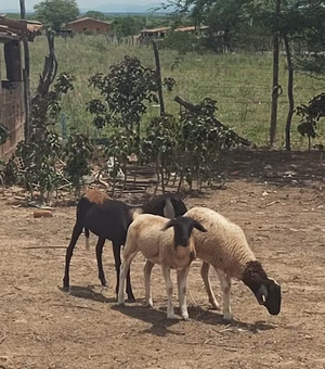 Animais aparecem mortos, sem sangue, e assustam moradores da zona rural de Craíbas: 'chupa-cabra'