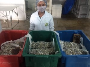 Fábrica lança texturas Massunim e Sururu em parceria com projeto social