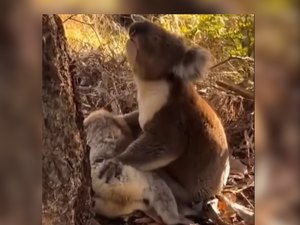Coala é flagrado demonstrado luto após morte da companheira na Austrália