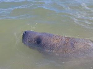 Peixe-boi encalha na Praia de Peroba