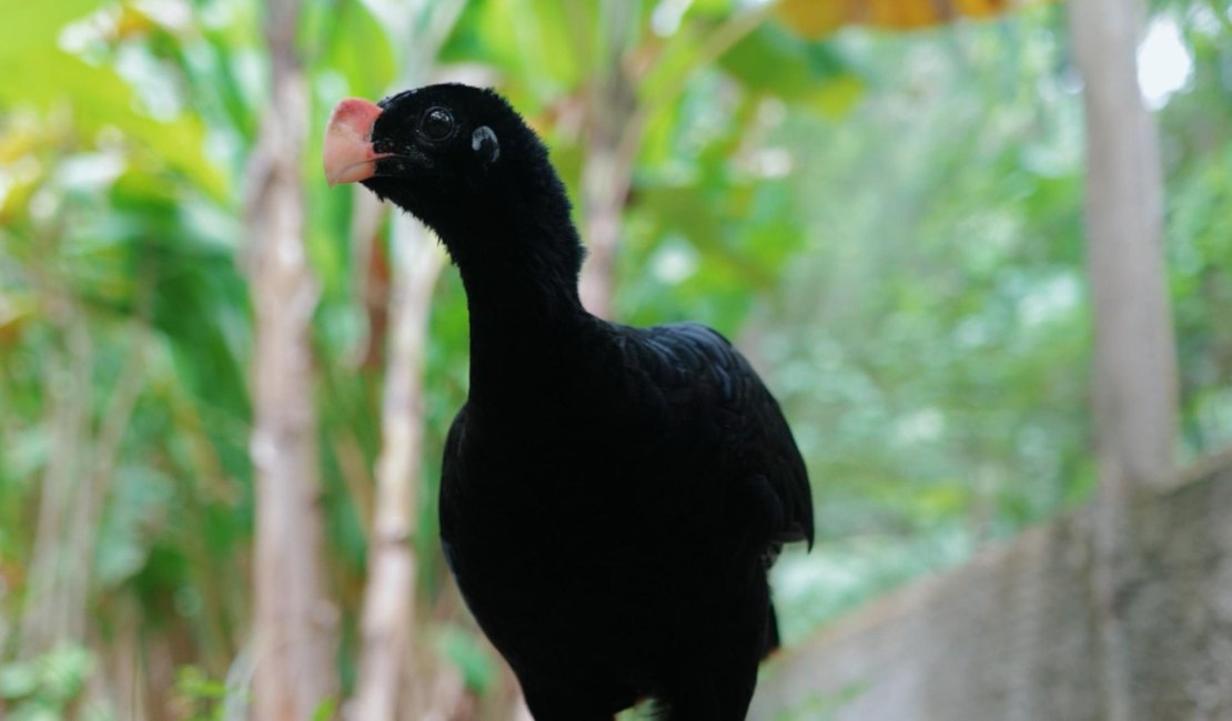 IMA atua na reintrodução do Mutum-de-alagoas e fortalece preservação da fauna alagoana