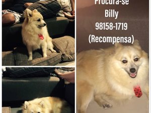 Cachorrinho desaparece em Arapiraca e família pede ajuda