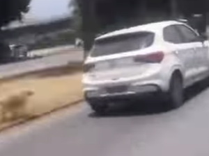 Cachorro é flagrado correndo atrás de carro após ser abandonado na BR-316, em Maceió