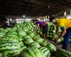 Concessão do Ceasa garante políticas de segurança alimentar do governo do Estado