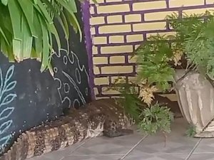 [Vídeo] Jacaré invade casa e assusta moradores em Marechal Deodoro; BPA é acionado