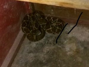 Cobra invade residência e assusta moradores em Maragogi