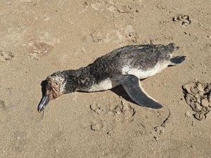 Pinguim encalha morto em praia de Maragogi; Biota é acionado