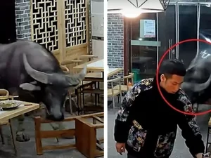 Búfalo invade restaurante na China e atinge homem em cheio; vejo o vídeo