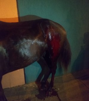 [Atualizada] Cavalo é atingido durante ação da polícia no combate ao tráfico de drogas, em Arapiraca