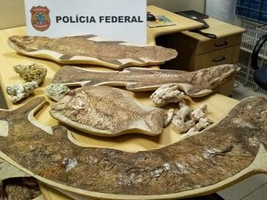 A pedido do MPF, polícia alemã apreende 60 fósseis brasileiros