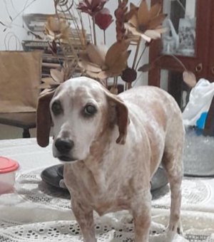 Tutoras pedem ajuda para encontrar cachorro desaparecido em Maribondo