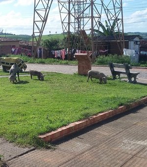 Porcos invadem ruas e causam transtornos no município de Jacuípe