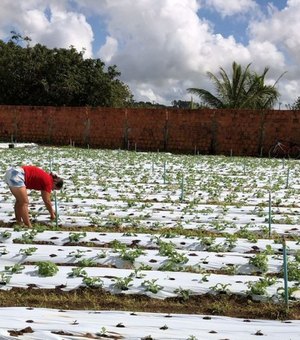 Prefeitura e Embrapa executam projeto para cultivo de tomate híbrido em Arapiraca