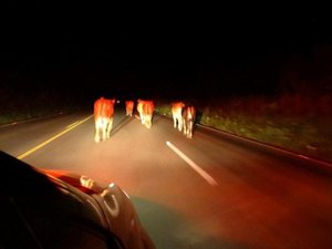 Animal na pista provoca acidente e deixa duas pessoas feridas