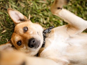 Prefeitura de Maceió realiza Feira de Adoção Animal, neste sábado (31)