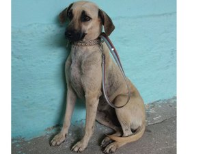 Feira de adoção de cães e gatos acontece nesta segunda (04) em Arapiraca