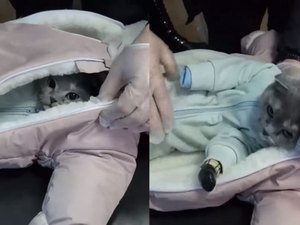 Mulher é presa após disfarçar gato com roupas de bebê para entrar com drogas na Rússia