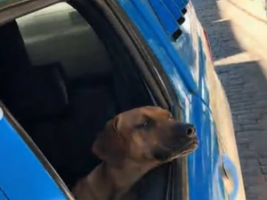 Cachorro caramelo vira “quarto integrante” de equipe policial