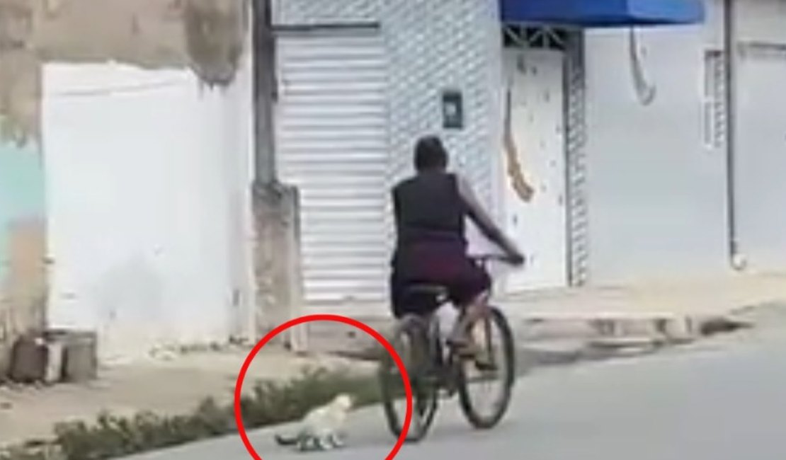 Gato preso em uma corda é visto sendo arrastado por mulher em bicicleta, no Pilar