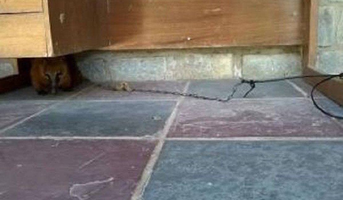 Equipe fiscaliza maus tratos a animais silvestres em União