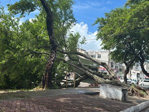 Árvore cai durante chuva e interdita avenida em Maceió