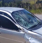 Boi invade pista e provoca acidente em Porto Calvo