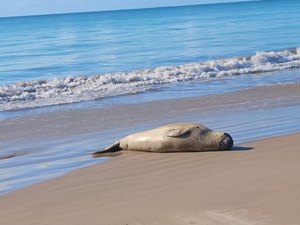 Não quer ir embora: elefante-marinho decide permanecer na Barra de Santo Antônio e segue sendo monitorado