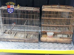  Idoso é preso com pássaros silvestres e armas em Estrela de Alagoas