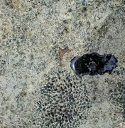 Novas manchas de óleo são encontradas na Praia do Francês, em Alagoas