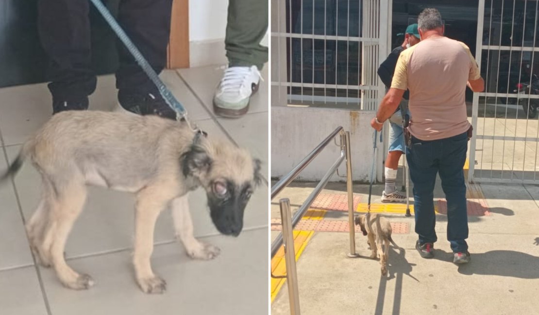Homem fere olho do próprio cachorro e é preso por maus-tratos em Teotônio Vilela